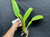 C. Lynn Spencer `Pearl' HCC/AOS Original Div #2 Select  Orchid Plant