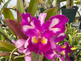 Lc. Mem. Lieutenant Bracey  Div #1 Cattleya Orchid Plant