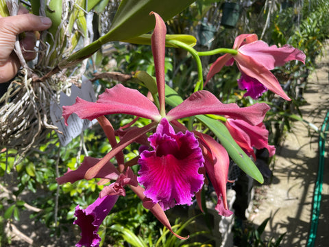 Lc. Luminosa `Red Planet' Select Cattleya Orchid Plant