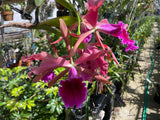Lc. Luminosa `Red Planet' Select Cattleya Orchid Plant