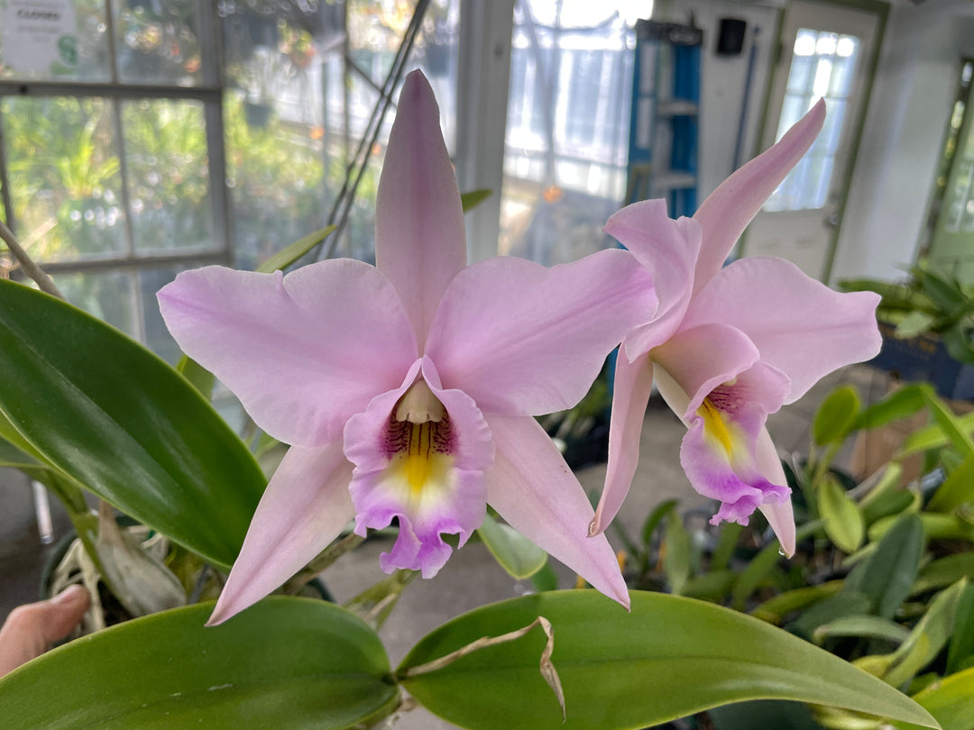 Lc. Vigour Nobiceps `Almost Made It&