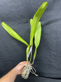 Lc. Luminosa `Red Planet' Select Cattleya Orchid Plant