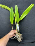 Lc. Luminosa `Red Planet' Select Cattleya Orchid Plant