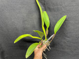 C. dowiana aurea `Gabriel Amaru' FCC/AOS Original Division Orchid Species