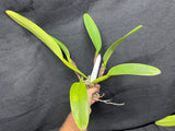 C. dowiana aurea `Gabriel Amaru' FCC/AOS Original Division Orchid Species