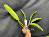 C. dowiana aurea `Gabriel Amaru' FCC/AOS Original Division Orchid Species