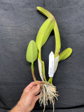 Blc. Saint Clement `Trinity' FCC/RHS, AM/AOS Div #1 Cattleya Orchid Plant