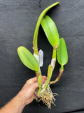 Blc. Saint Clement `Trinity' FCC/RHS, AM/AOS Div #1 Cattleya Orchid Plant