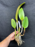 Blc. Saint Clement `Trinity' FCC/RHS, AM/AOS Div #1 Cattleya Orchid Plant