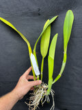 C. trianaei peloric `Lia' BM/JOGA Original Division Select Species Cattleya Orchid Plant Div #1