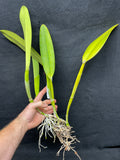 C. trianaei peloric `Lia' BM/JOGA Original Division Select Species Cattleya Orchid Plant Div #1