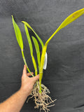 C. trianaei peloric `Lia' BM/JOGA Original Division Select Species Cattleya Orchid Plant Div #1