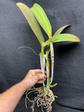 Blc. Gould's Gold `Mem. Jim Wilkins' AM/AOS Div #1 Cattleya Orchid Plant