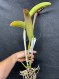 Blc. Gould's Gold `Mem. Jim Wilkins' AM/AOS Div #1 Cattleya Orchid Plant