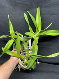 L. autumnalis (`Magna' x self) Div #1 Original Select Orchid Plant