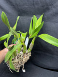 L. autumnalis (`Magna' x self) Div #1 Original Select Orchid Plant