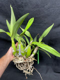 L. autumnalis (`Magna' x self) Div #1 Original Select Orchid Plant