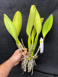 Blc. Waianae Appeal `Aloha' Div #1 Cattleya Orchid Plant