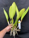 Blc. Waianae Appeal `Aloha' Div #1 Cattleya Orchid Plant