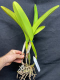 Blc. Aloha Spirit `Shady Lady' AM/AOS Div #1 Original Cattleya Orchid Plant