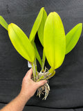 Blc. Waianae Appeal `Aloha' Div #1 Cattleya Orchid Plant