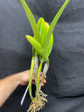 Blc. Aloha Spirit `Shady Lady' AM/AOS Div #1 Original Cattleya Orchid Plant