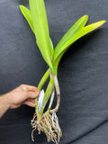 Blc. Aloha Spirit `Shady Lady' AM/AOS Div #1 Original Cattleya Orchid Plant