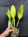 Blc. Waianae Appeal `Aloha' Div #2 Cattleya Orchid Plant