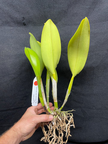 Blc. Waianae Appeal `Aloha' Div #2 Cattleya Orchid Plant