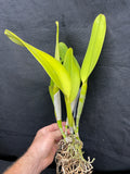 Blc. Waianae Appeal `Aloha' Div #2 Cattleya Orchid Plant