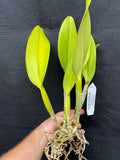Blc. Waianae Appeal `Aloha' Div #2 Cattleya Orchid Plant