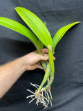 Blc. Aloha Spirit `Shady Lady' AM/AOS Div #2 Original Cattleya Orchid Plant