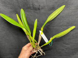 C. wallisii (eldorado) `Fairy' AM/AOS Select Cattleya Species Orchid Plant