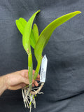 Blc. Aloha Spirit `Shady Lady' AM/AOS Div #2 Original Cattleya Orchid Plant