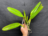 C. wallisii (eldorado) `Fairy' AM/AOS Select Cattleya Species Orchid Plant