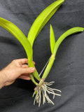Blc. Aloha Spirit `Shady Lady' AM/AOS Div #2 Original Cattleya Orchid Plant