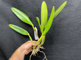 C. wallisii (eldorado) `Fairy' AM/AOS Select Cattleya Species Orchid Plant