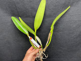 C. wallisii (eldorado) `Fairy' AM/AOS Div#2 Select Cattleya Species Orchid Plant