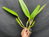 C. wallisii (eldorado) `Fairy' AM/AOS Div#2 Select Cattleya Species Orchid Plant