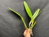C. wallisii (eldorado) `Fairy' AM/AOS Div#2 Select Cattleya Species Orchid Plant
