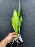C. wallisii (eldorado) `Fairy' AM/AOS Div#3 Select Cattleya Species Orchid Plant