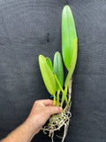 C. wallisii (eldorado) `Fairy' AM/AOS Div#3 Select Cattleya Species Orchid Plant
