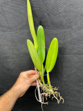 C. wallisii (eldorado) `Fairy' AM/AOS Div#3 Select Cattleya Species Orchid Plant