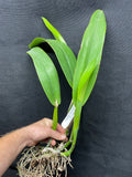 C. quadricolor `Canaima's Pride' Original Division #1 Select Species Cattleya Orchid Plant