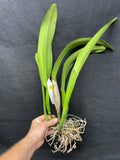 C. quadricolor `Canaima's Pride' Original Division #1 Select Species Cattleya Orchid Plant