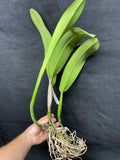 C. quadricolor `Canaima's Pride' Original Division #1 Select Species Cattleya Orchid Plant