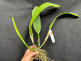 C. quadricolor `Canaima's Pride' Original Division #2 Select Species Cattleya Orchid Plant