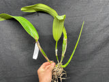 C. quadricolor `Canaima's Pride' Original Division #2 Select Species Cattleya Orchid Plant