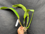 C. quadricolor `Canaima's Pride' Original Division #2 Select Species Cattleya Orchid Plant