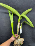 C. Big Ben `Blue Mountain' HCC/AOS Div #1 Cattleya Orchid Plant